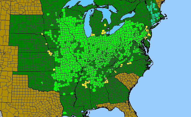 The range of Polemonium reptans
